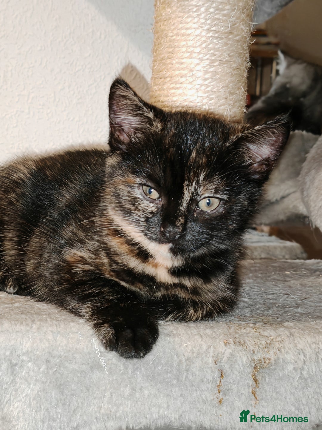 Mixed Breed cats for sale: British Shorthair Mix kittens - Ready Now - Advert 28