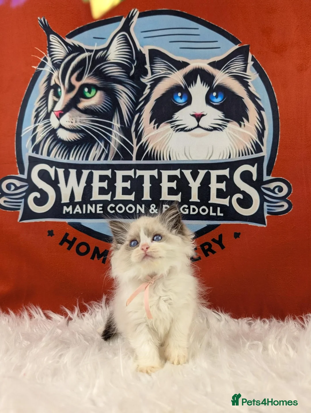 Ragdoll cats for sale: BEST RAGDOLL KITTENS CHAMPIONS PARENTS EU ACTIVE - Advert 21