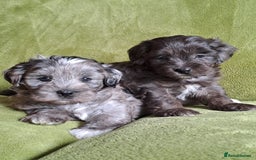 Lhasapoo dogs for sale: Lhasa Apso x Toy Poodle pups. Ready 11.09.25 - Image 18