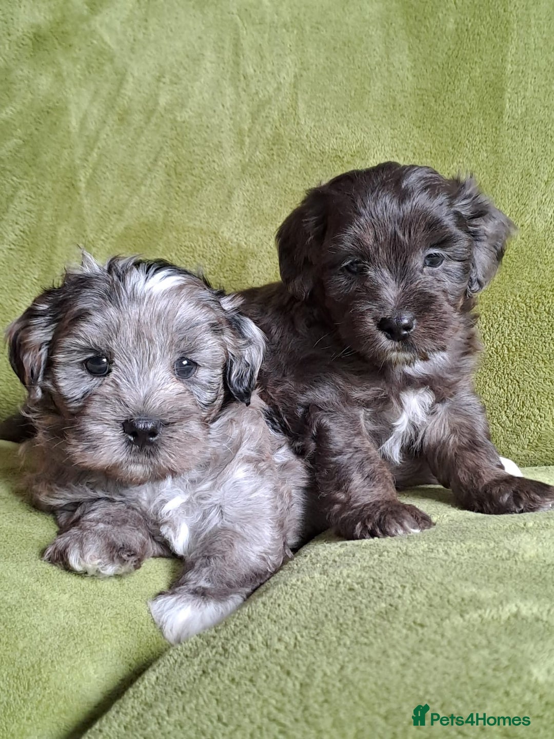 Lhasapoo dogs for sale: Lhasa Apso x Toy Poodle pups. Ready 11.09.25 - Image 18