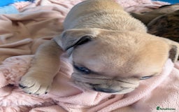 Mixed Breed dogs for sale: Frenchie x staff  - Advert 11