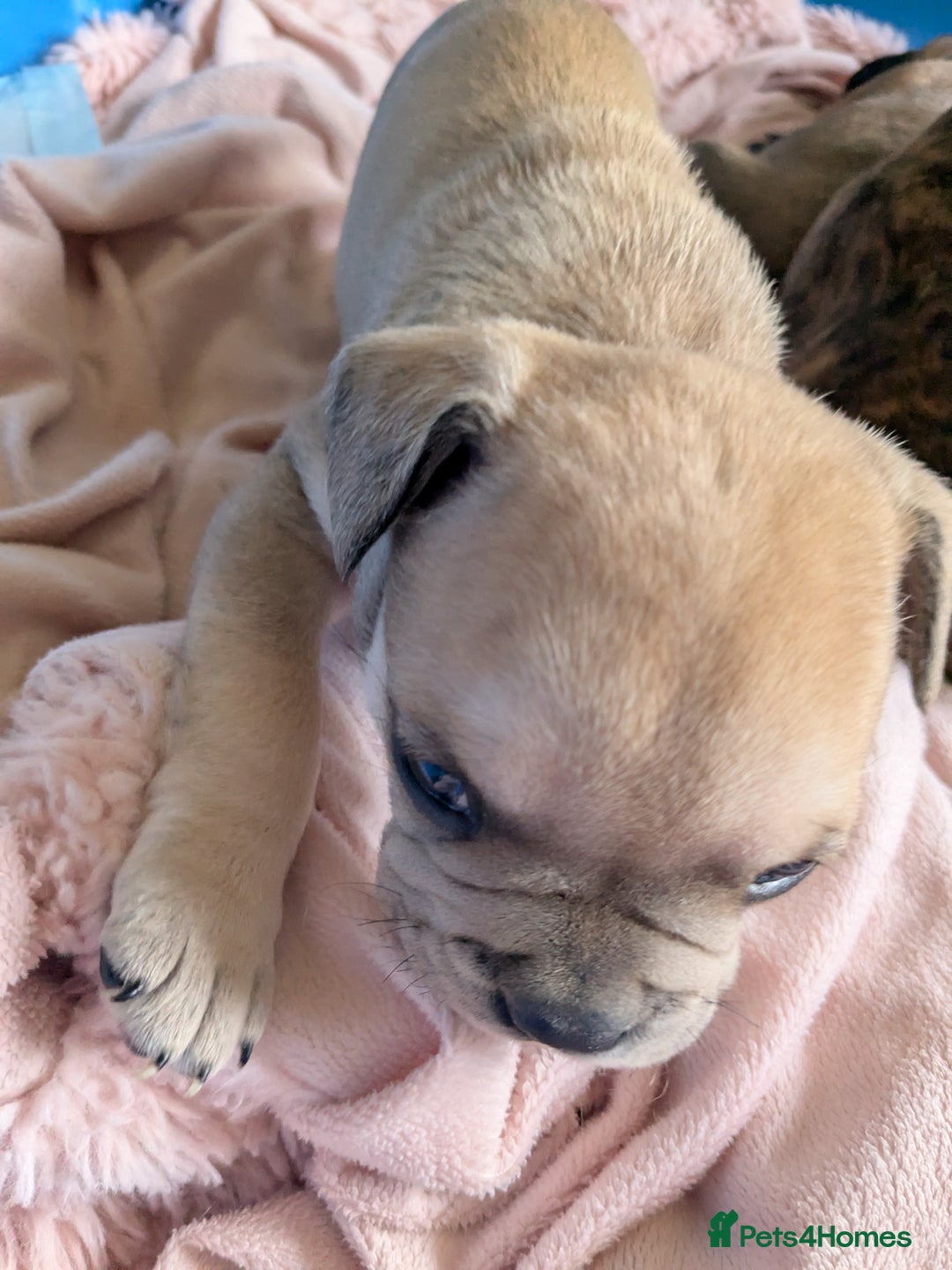 Mixed Breed dogs for sale: Frenchie x staff  - Advert 11