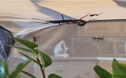 Stick Insects invertebrates for sale: Stick insect nymphs - Image 6