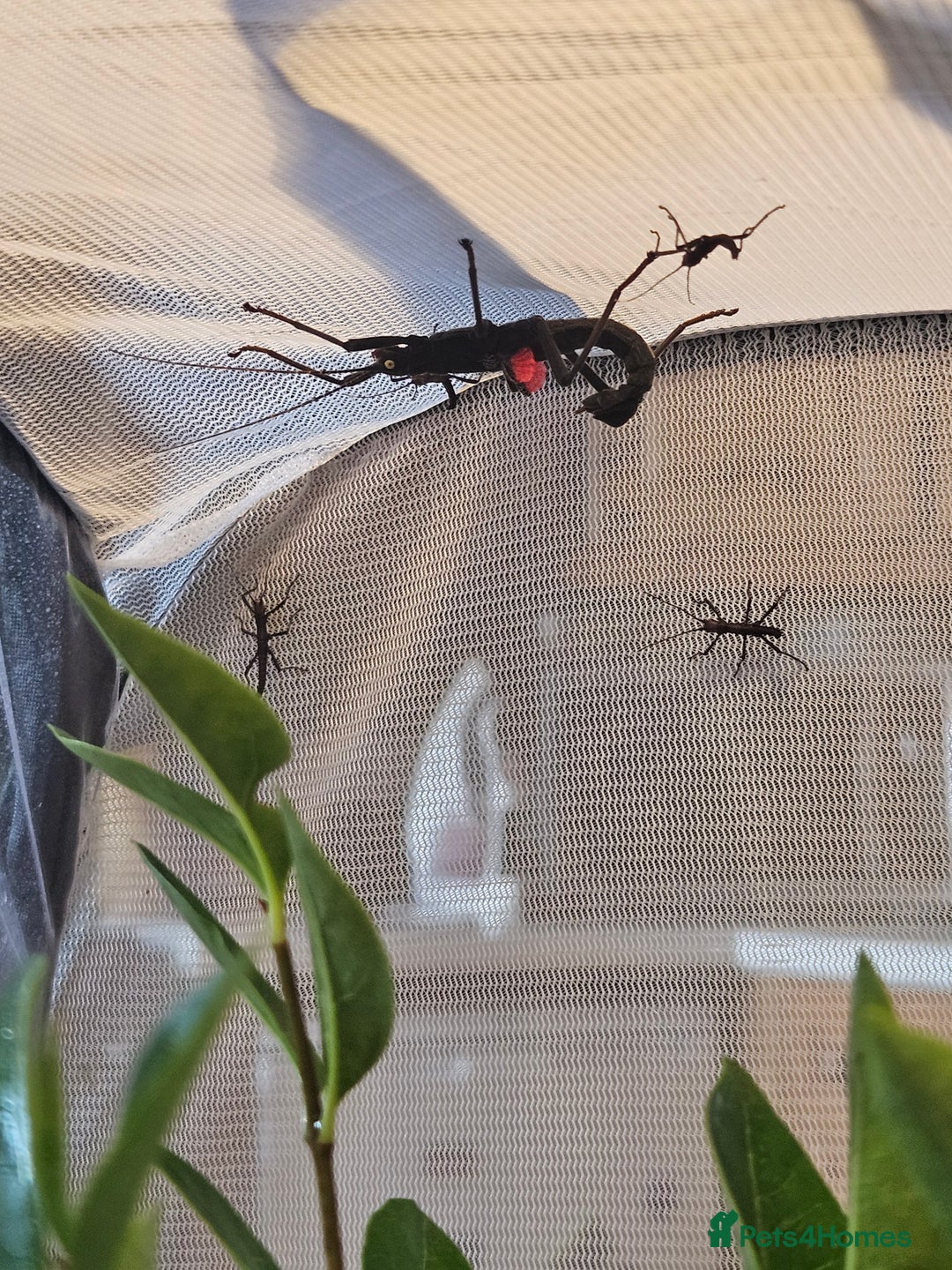 Stick Insects invertebrates for sale: Stick insect nymphs - Image 6
