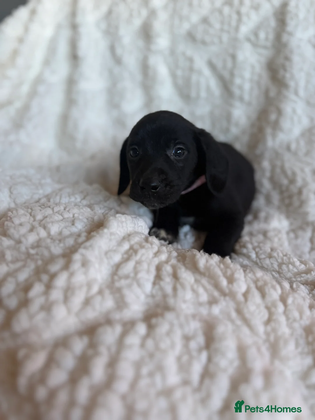 Mixed Breed dogs for sale: 9 playful beagledoor  - Advert 19