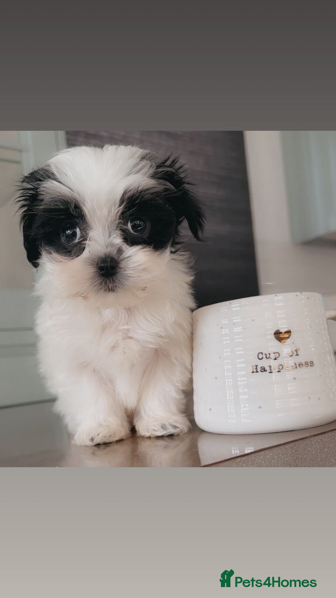 Maltipoo dogs 🐾 Tiny  **  F1B Korean Maltipoo Puppies  🐾 - Advert 1