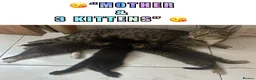 Domestic Shorthair cats for sale: 😘 3 GORGEOUS PLAYFUL KITTENS 😘 - Advert 4