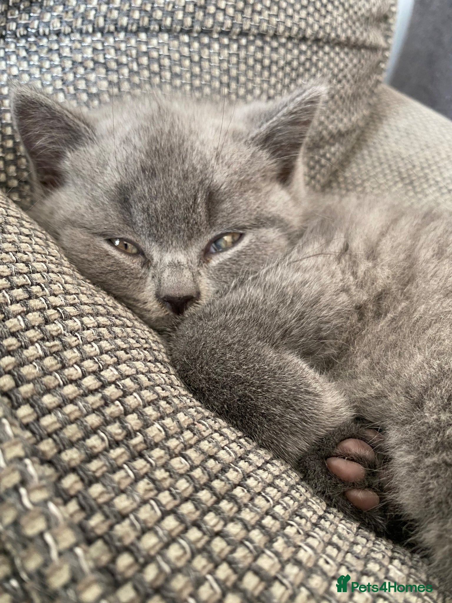British Shorthair cats GCCF Registered British Shorthair Kittens - Advert 2