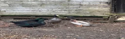 Ducks poultry for sale: FREE DUCKS. 1 FEMALE 2 MALE in Olney - Advert 5