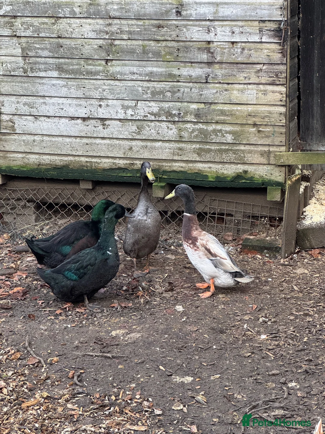 Ducks poultry for sale: FREE DUCKS. 1 FEMALE 2 MALE in Olney - Advert 5