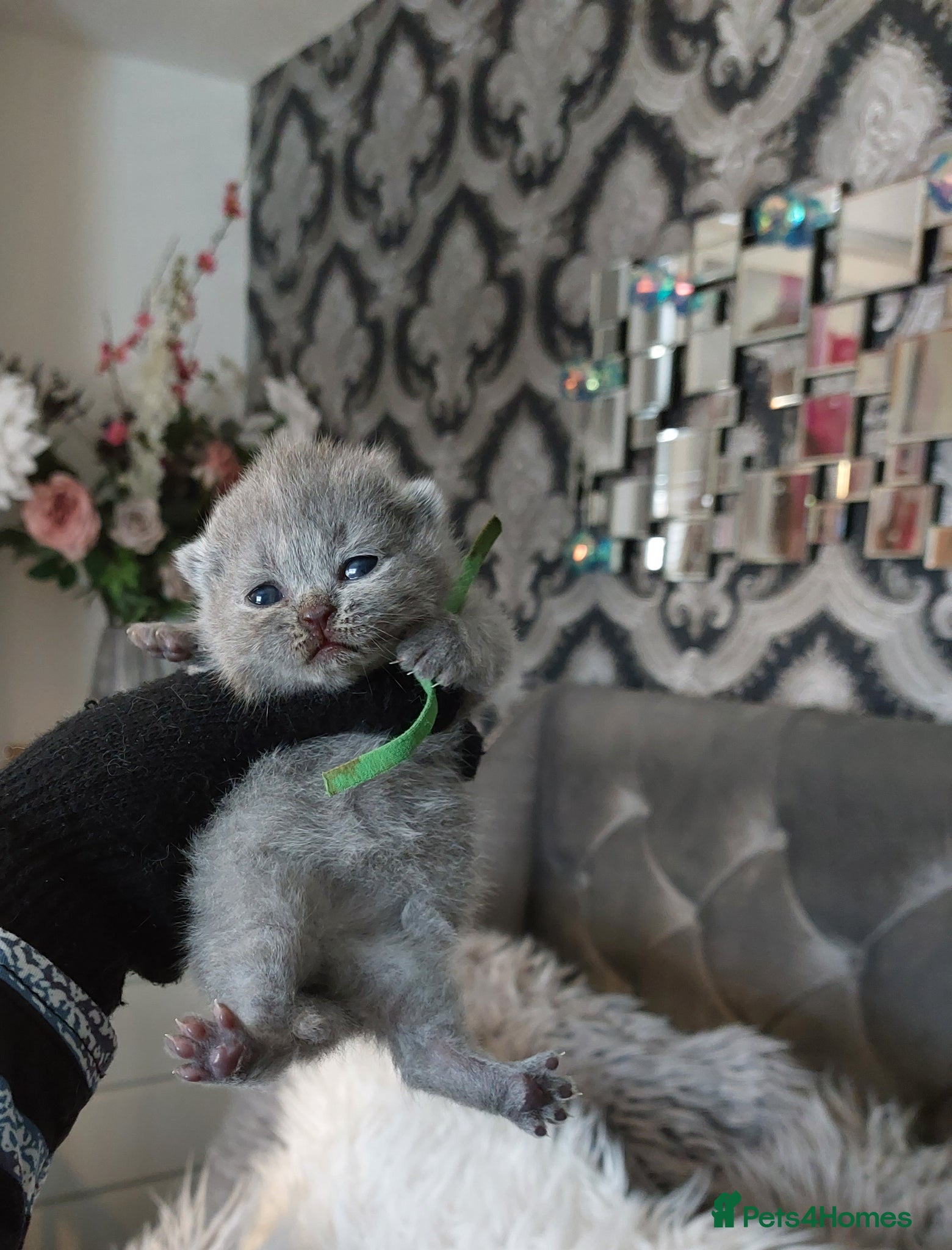 British Shorthair cats 🏆❤️‍🔥PRESTIGIOUS BABIES🏆🐻🐾 - Advert 1