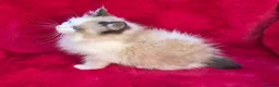 Ragdoll cats for sale: GCCF Registered Ragdoll Kittens  - Advert 5