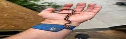 Corn Snake reptiles for sale: 🐍 2026 HATCHLING CORN SNAKES AVAILABLE 🐍 in Hornchurch - Advert 4
