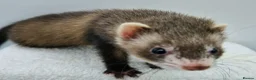 Ferret rodents for sale: Micro Ferrets - Advert 4