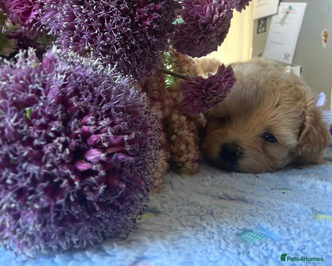 Maltipoo dogs for sale: Perfect small Maltipoo’s  puppy’s ❤️ - Image 8