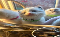 Ragdoll cats for sale: TICA Pedigree Ragdolls 💎✨ - Image 11
