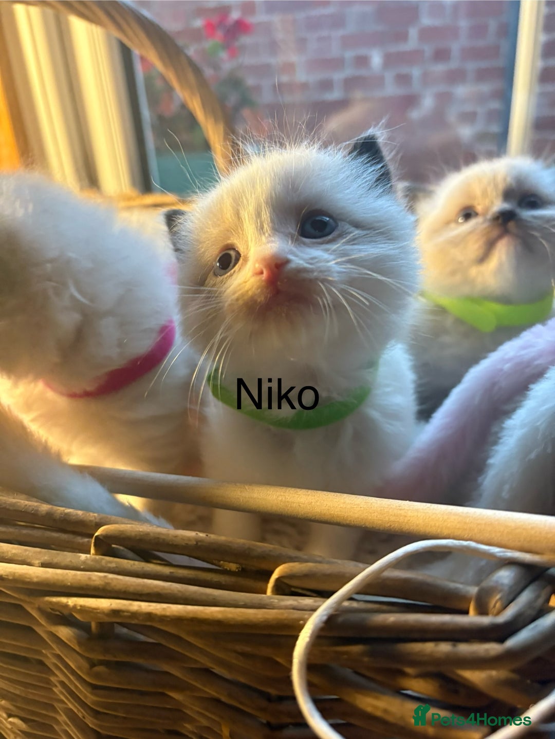 Ragdoll cats for sale: TICA Pedigree Ragdolls 💎✨ - Image 11