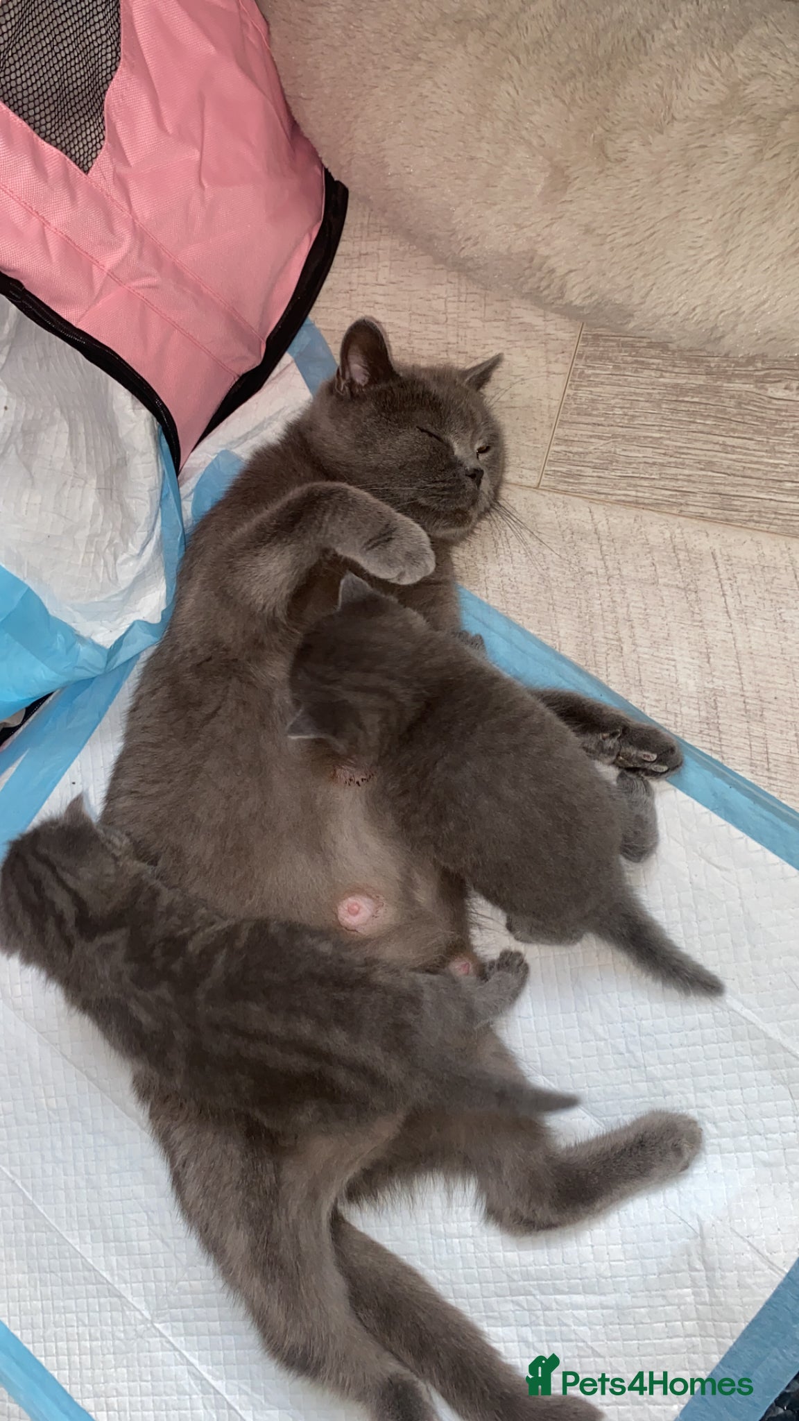 British Shorthair cats British shorthair  - Advert 1