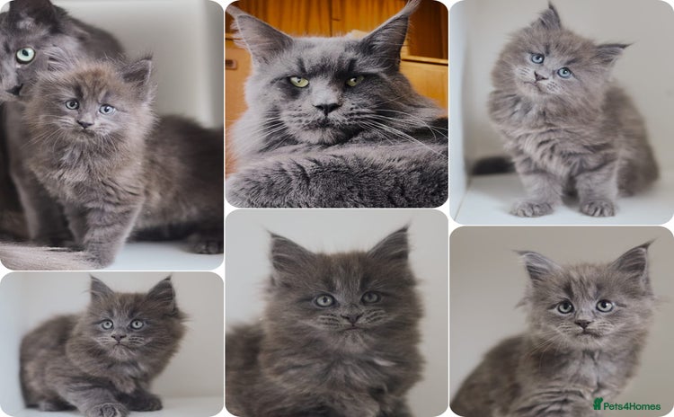 Maine Coon cats - Advert 4