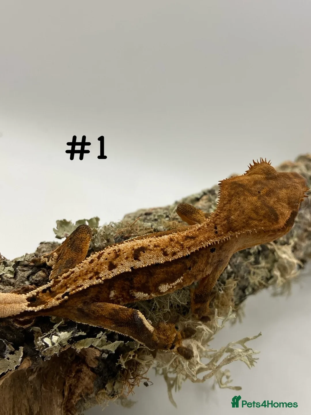 Gecko reptiles for sale: Adult and Juvenile Crested Geckos - Advert 3