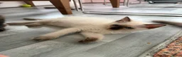Ragdoll cats for sale: Ragdoll Kittens  - Advert 18