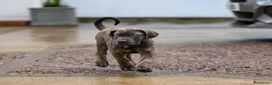 Presa Canario Puppy 2
