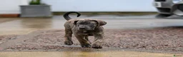 Presa Canario dogs for sale: Presa Canario Puppies - Advert 3