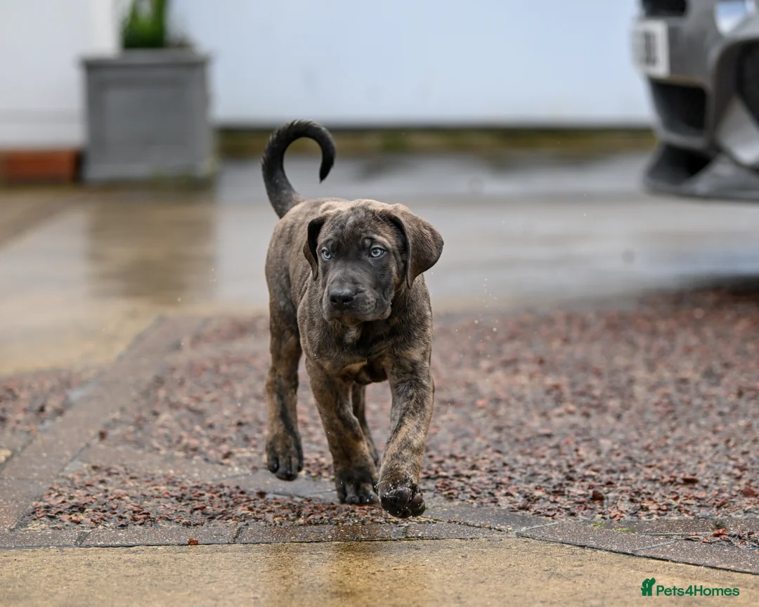 Presa Canario dogs for sale: Presa Canario Puppies - Advert 3