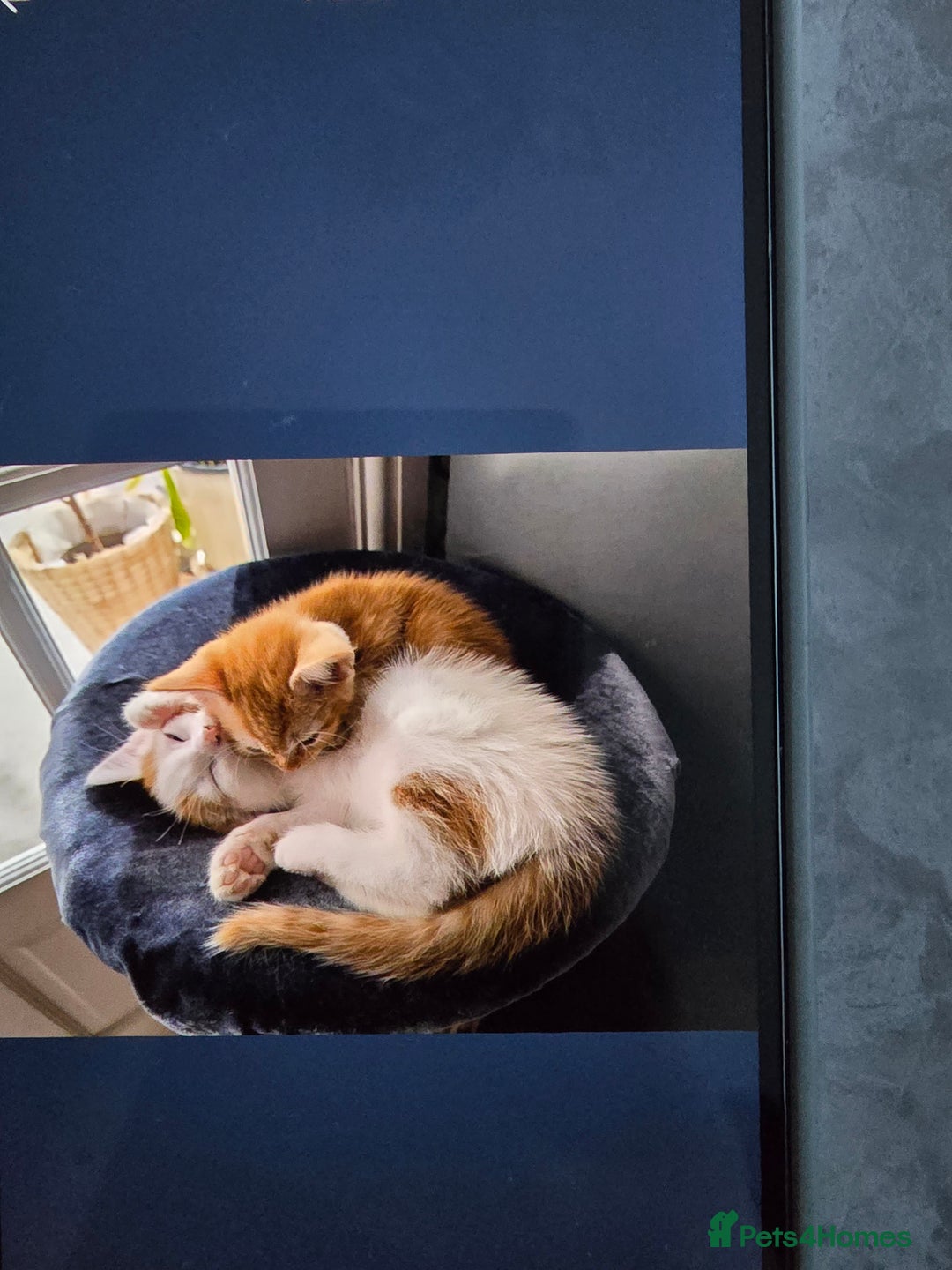 Mixed Breed cats for sale: Ginger kittens - Advert 8