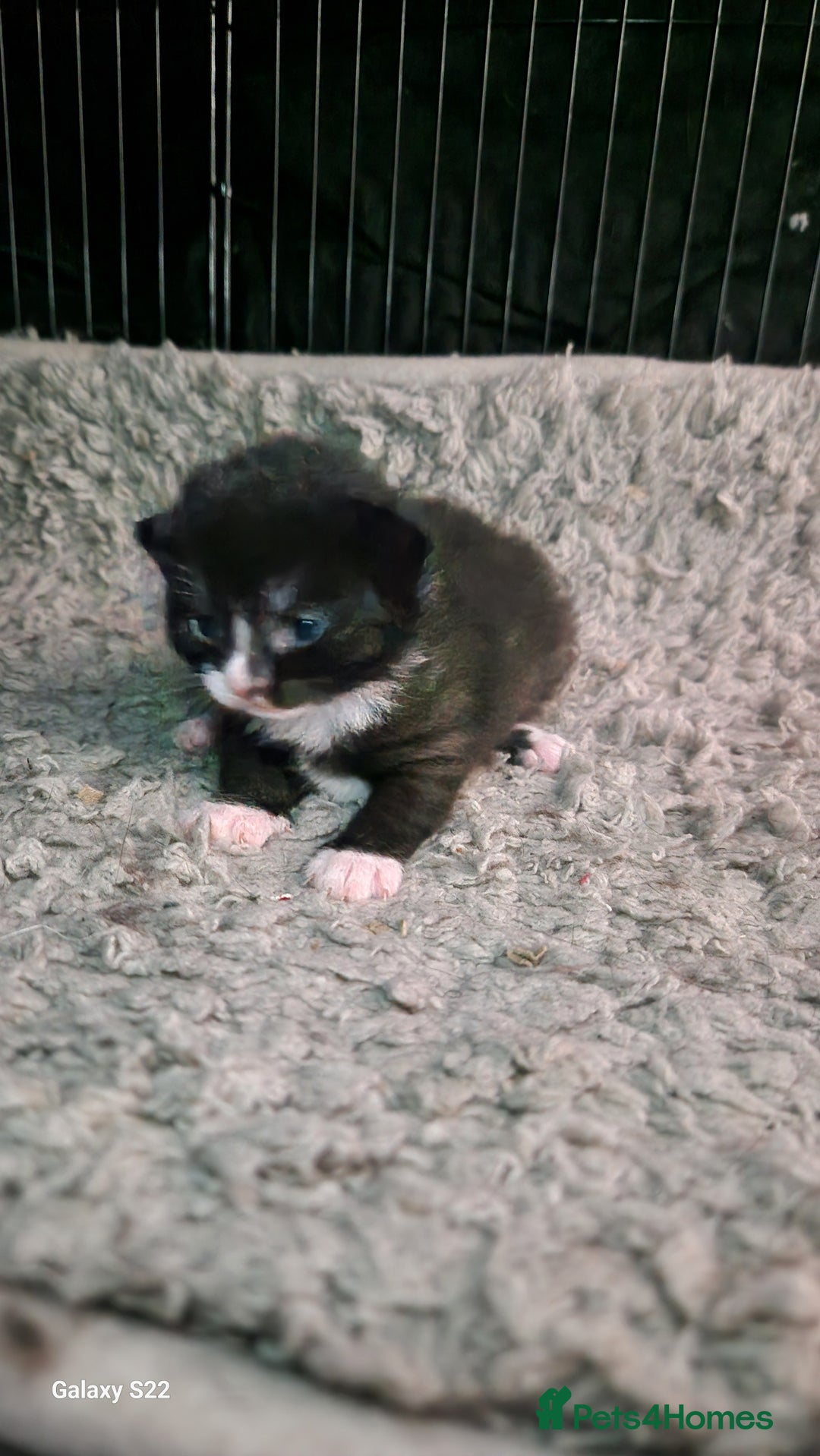 Mixed Breed cats for sale: Beautiful kittens for sale - Image 5