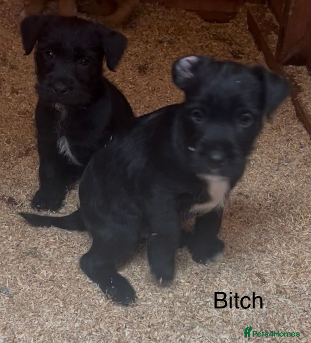 Mixed Breed dogs for sale: Patterdale x Boarder Lakeland Terrier puppies - Advert 13