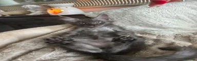 Maine Coon 1