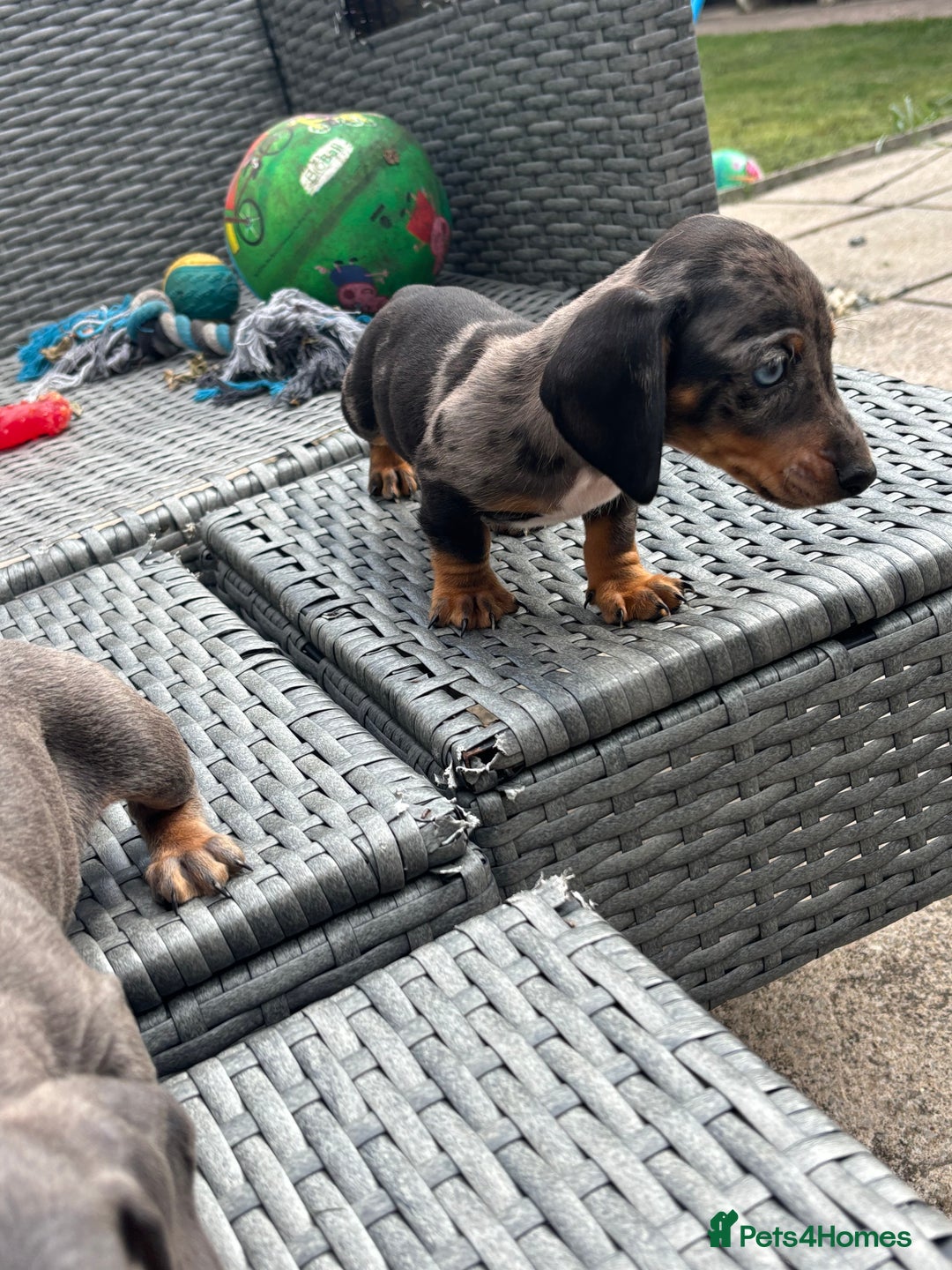 Dachshund dogs for sale: Miniature dachshunds ready now 💗 - Image 7