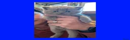 British Shorthair cats for sale: 5 Stunning Lilac Shorthair Kittens For Sale - Advert 11