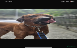 Rhodesian Ridgeback dogs for sale: Eu**an Champion Pedigree KC  - Image 10