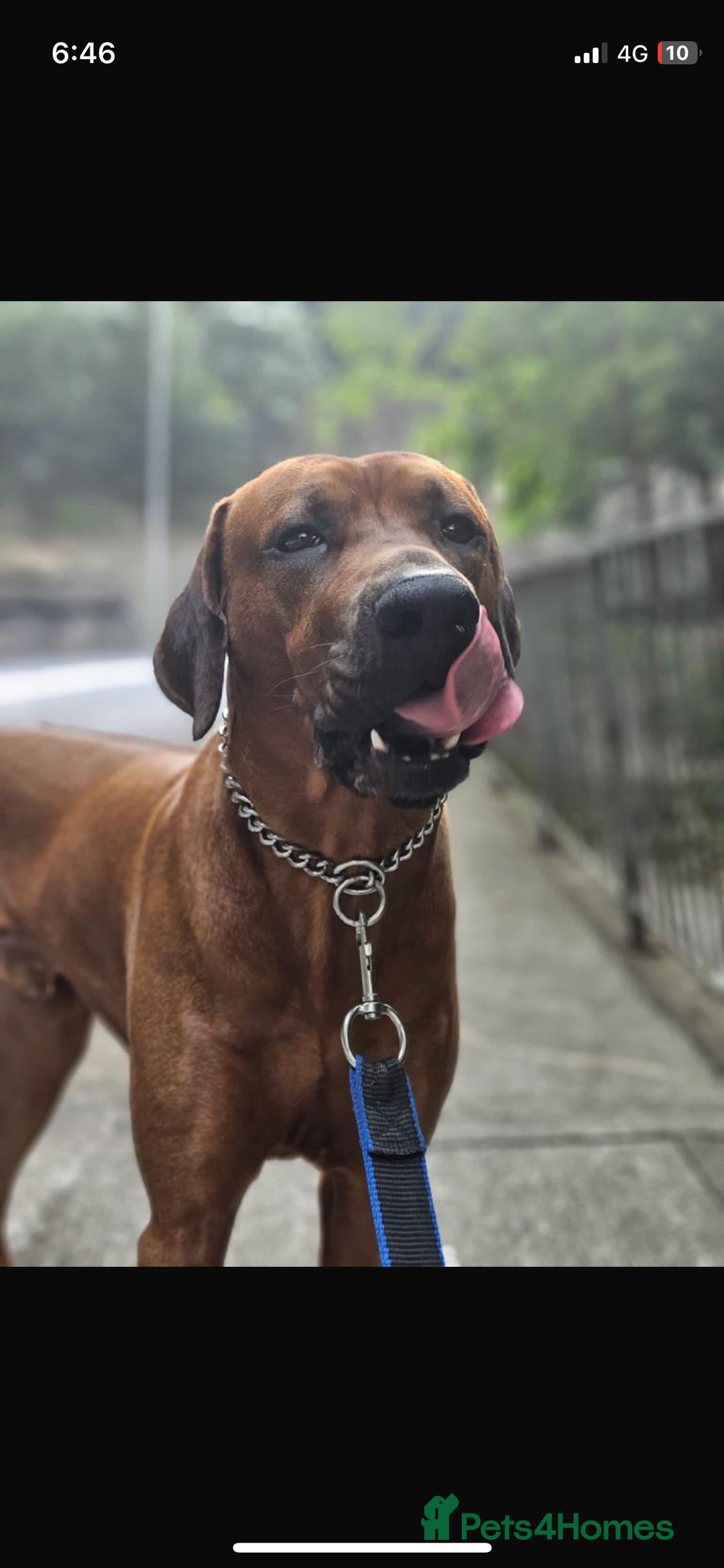 Rhodesian Ridgeback dogs for sale: Eu**an Champion Pedigree KC  - Image 10