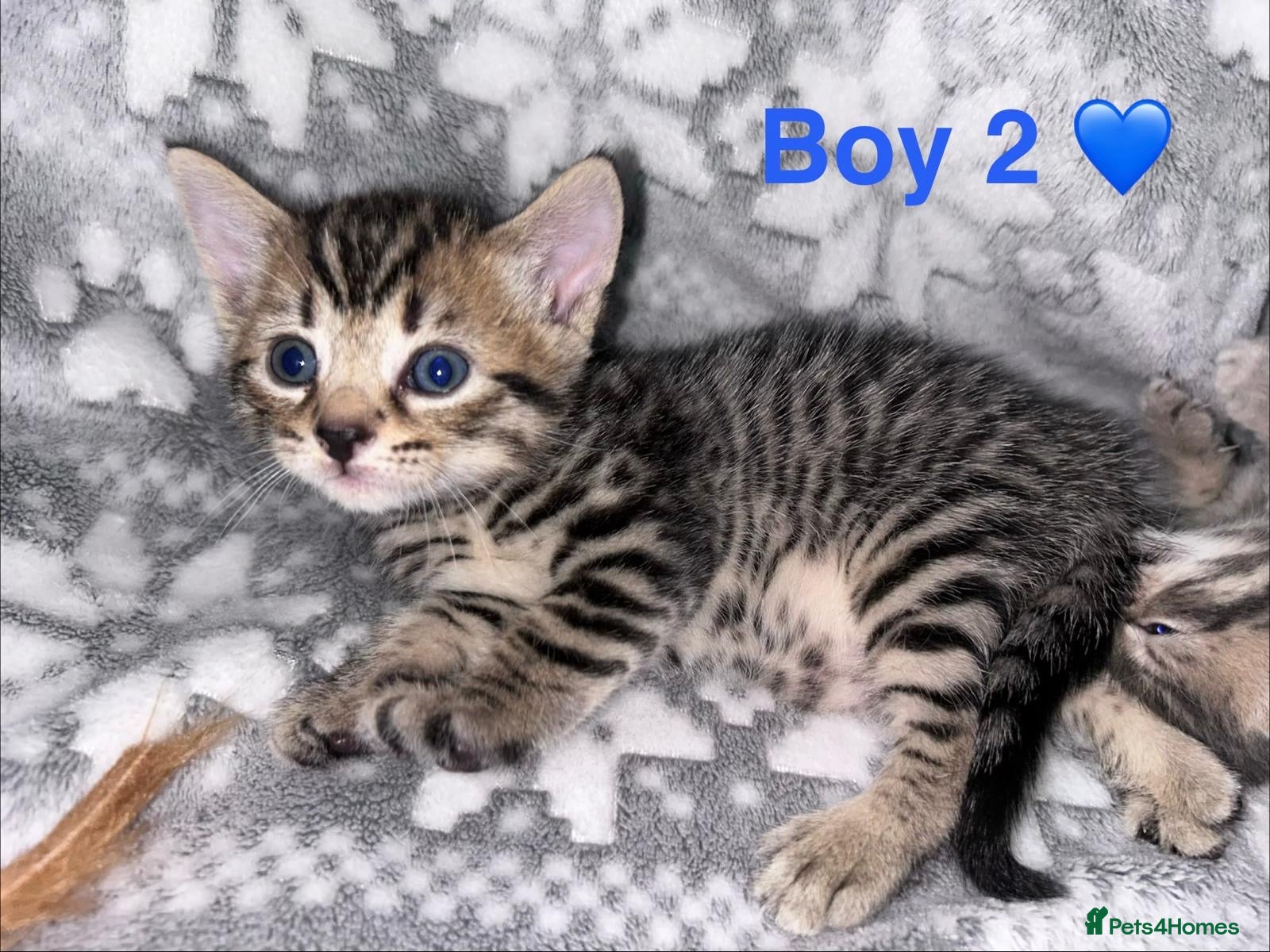 Mixed Breed cats F4 Savannah # BritishShorthair 🦁 (Britishblue)🌈 - Advert 1