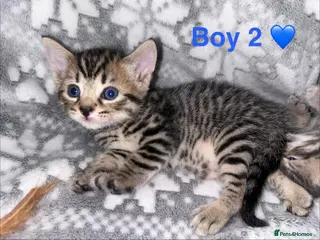 Mixed Breed cats F4 Savannah # BritishShorthair 🦁 (Britishblue)🌈 - Advert 1