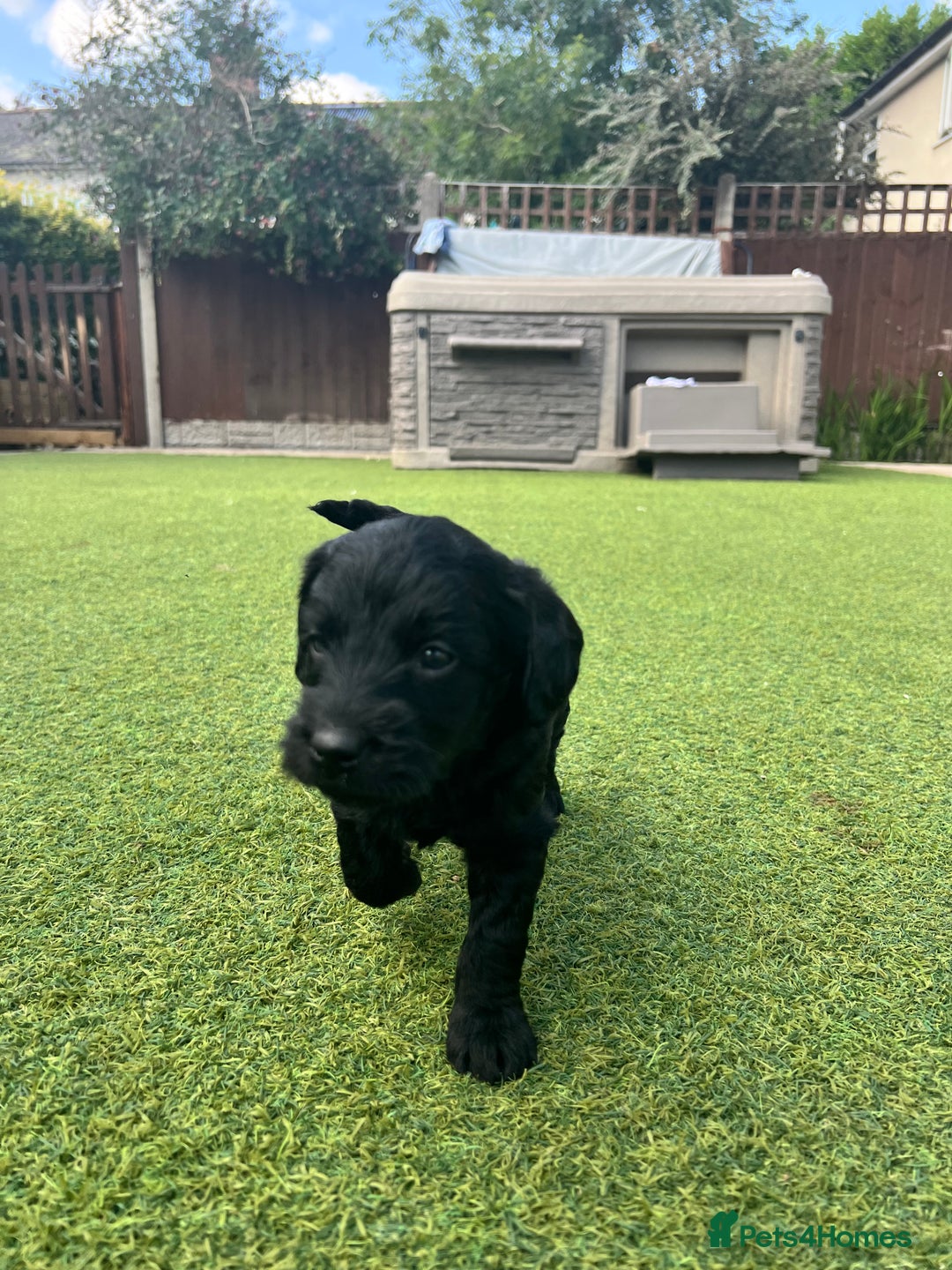 Labradoodle dogs for sale: Gorgeous Litter of F1 Labradoodle Puppies  in Lydbury North - Image 5