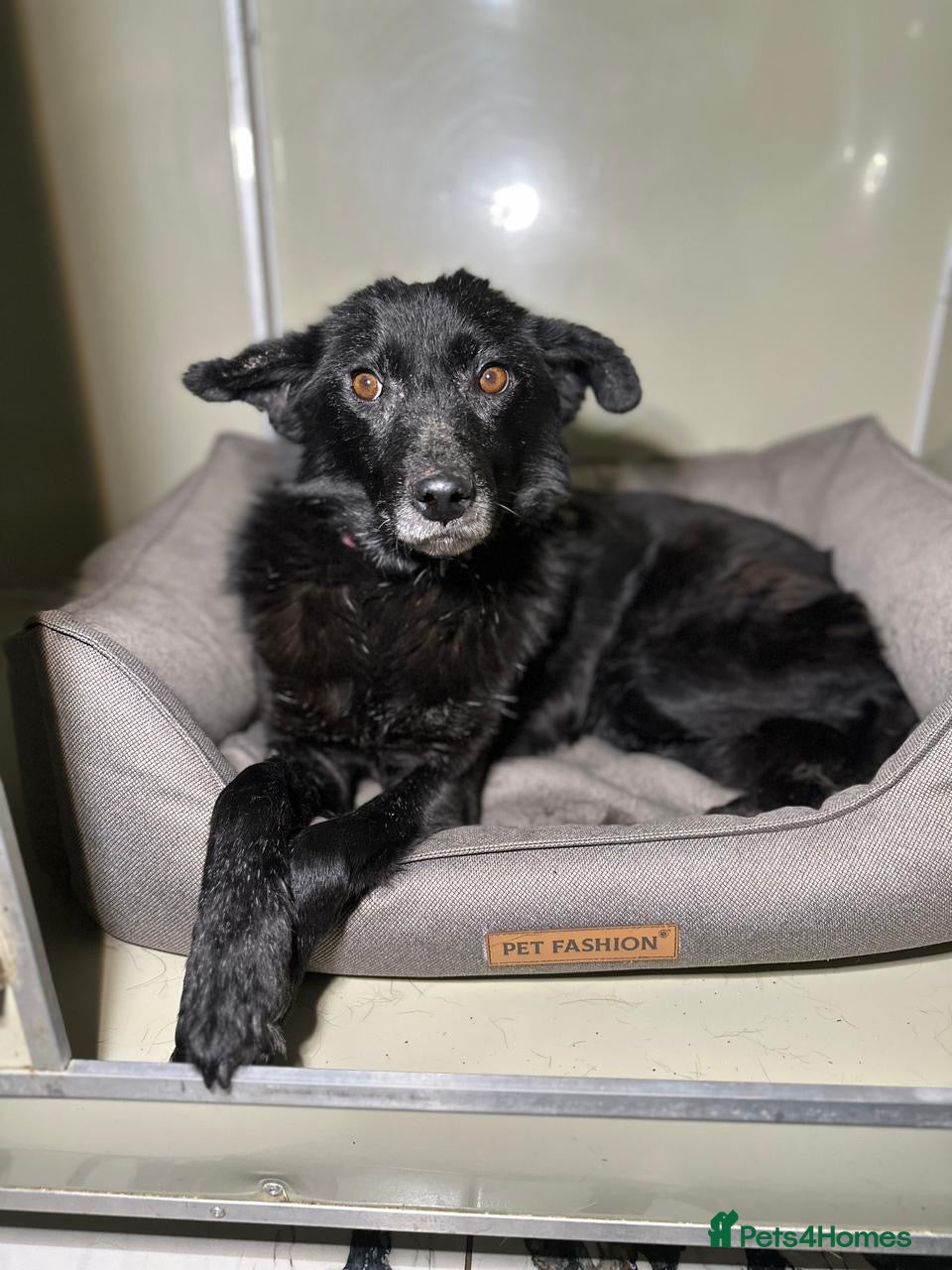 ️🐶 tofa — Mixed Breed