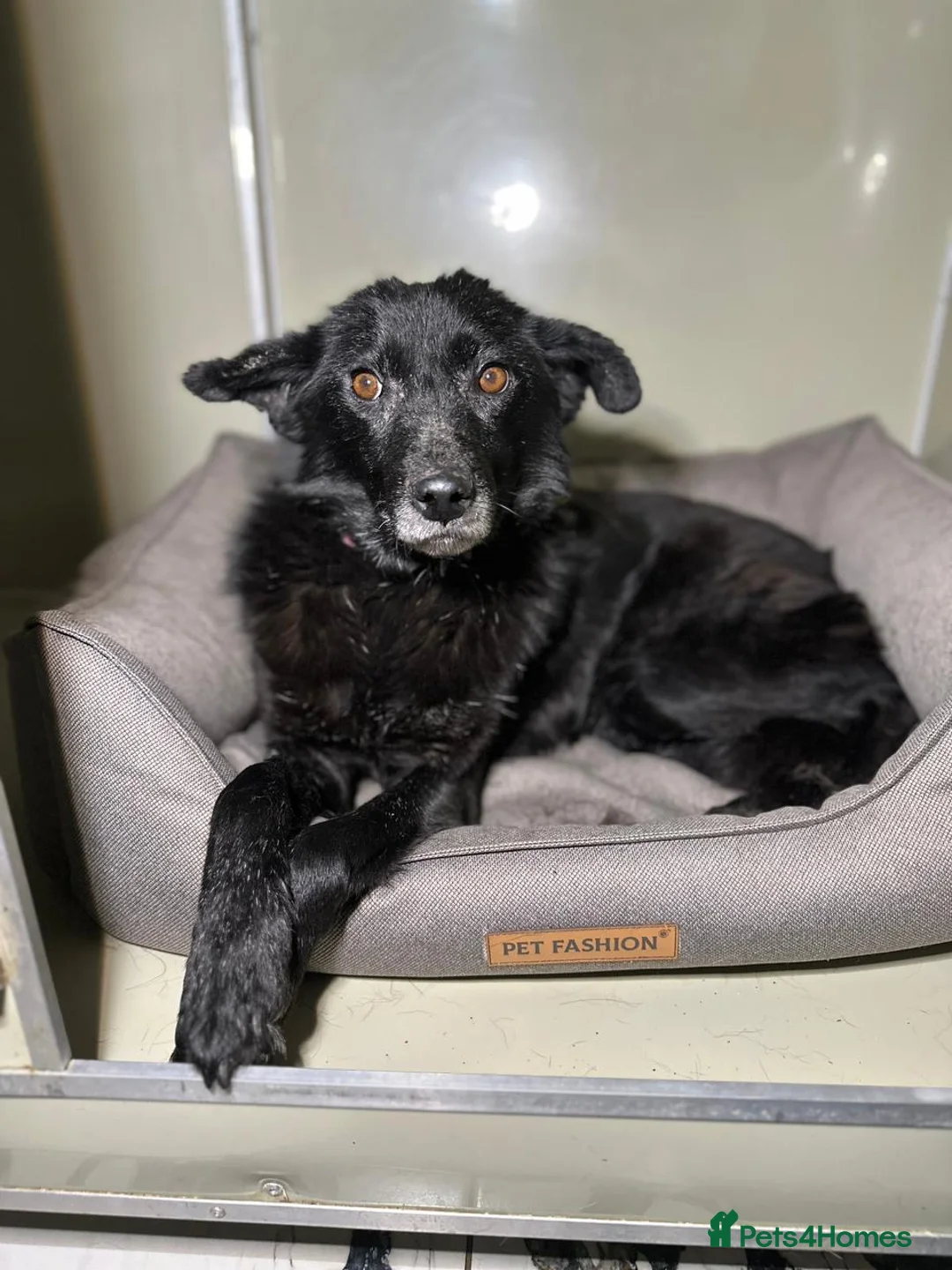 Mixed Breed dogs for adoption: ❤️🐶 TOFA – QUIET WISDOM IN A GENTLE DOG 🐶❤️ in Burton-on-Trent - Advert 36