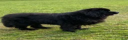 Newfoundland dogs for stud: Newfoundland stud in Doncaster - Advert 3
