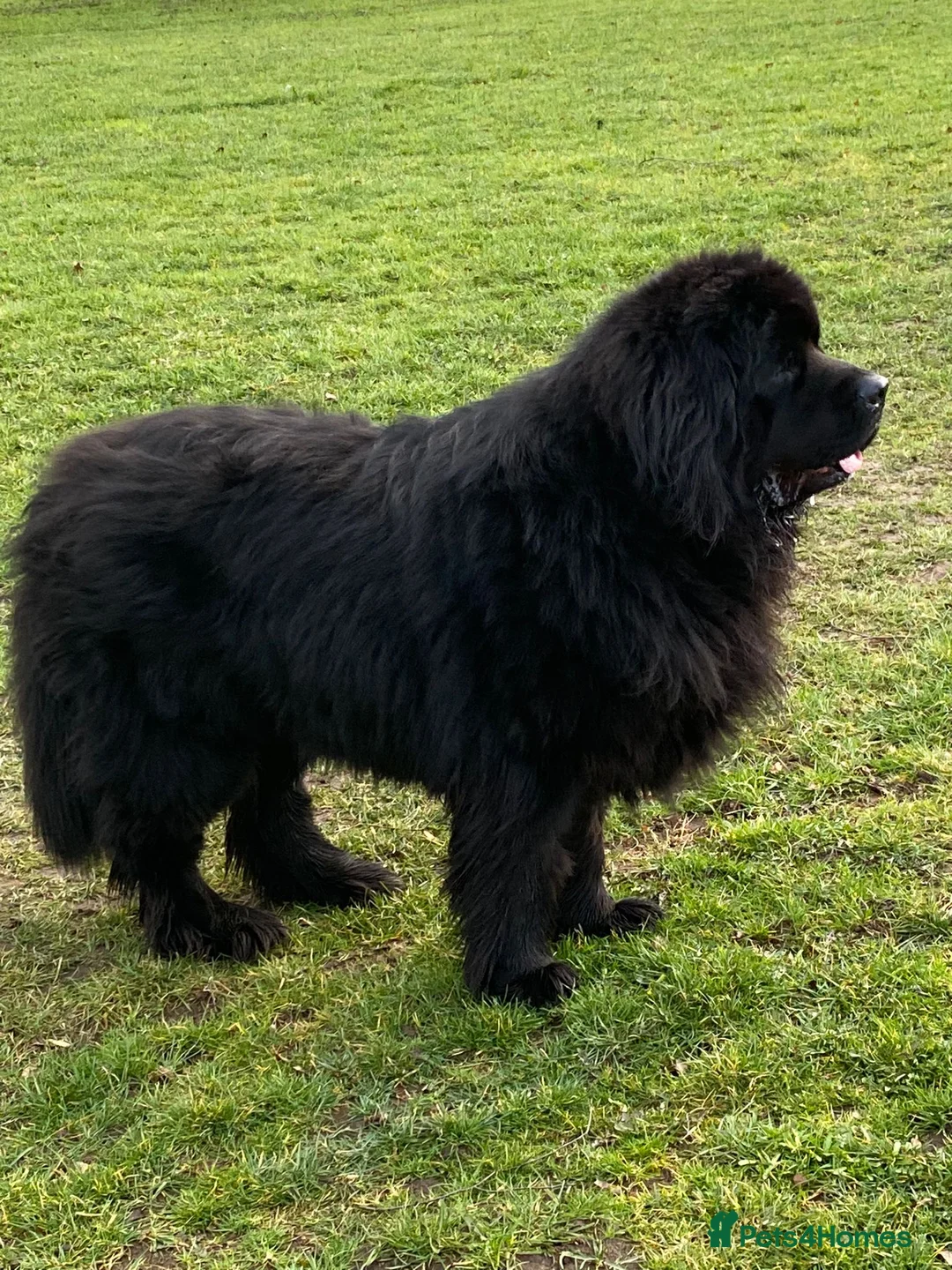 Newfoundland dogs for stud: Newfoundland stud in Doncaster - Advert 3