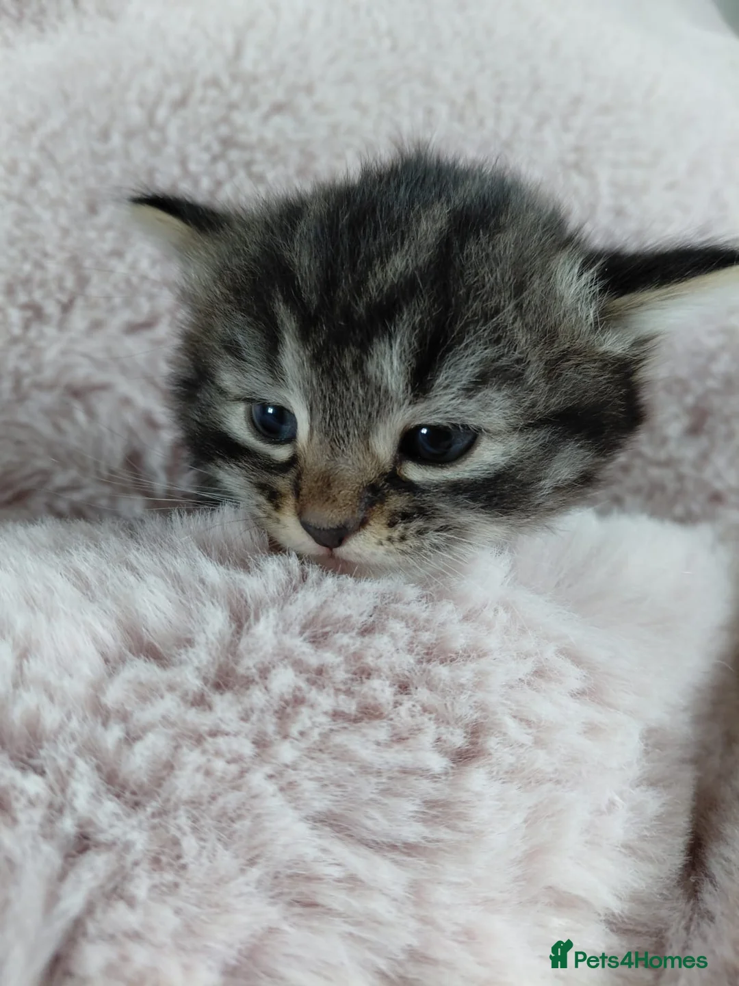 Mixed Breed cats for sale: 2x gorgeous male tabbys in Pulborough - Advert 2