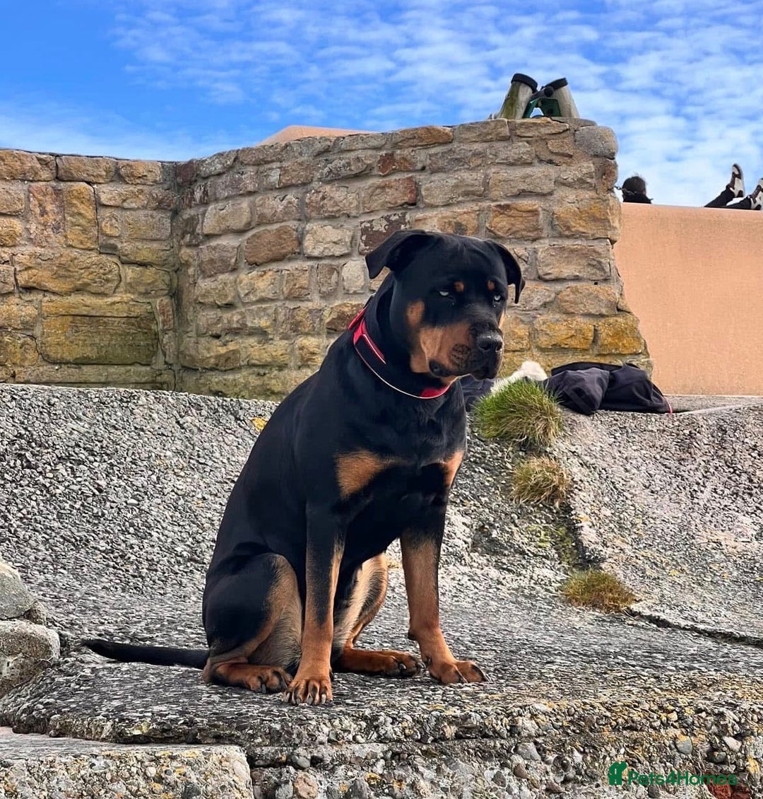 Rottweiler dogs for sale: Adult Full-Bred Female Rottweiler - Advert 7