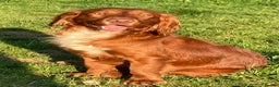 Cocker Spaniel dogs for stud: Fully Health Tested Dark Red W/Cocker Spaniel Stud in Totnes - Advert 15