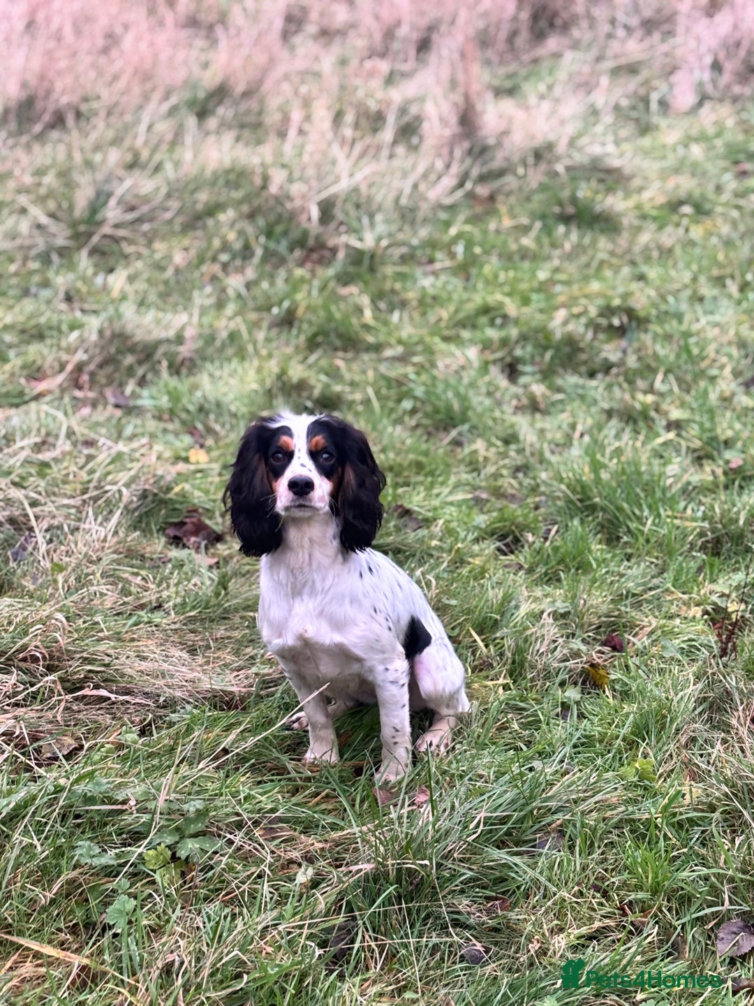 Cockapoo dogs for sale: Health tested Toy Cockerpoos - Advert 13