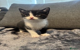 Domestic Shorthair cats for sale: 6 beautiful kittens - Image 3