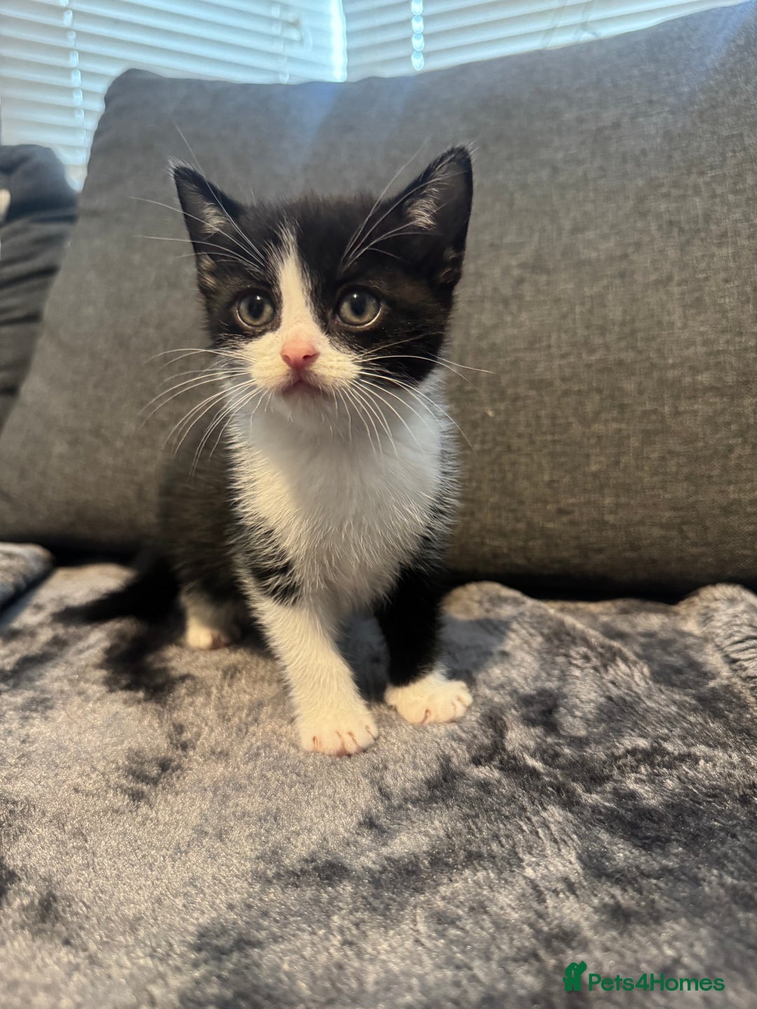 Domestic Shorthair cats for sale: 6 beautiful kittens - Image 3