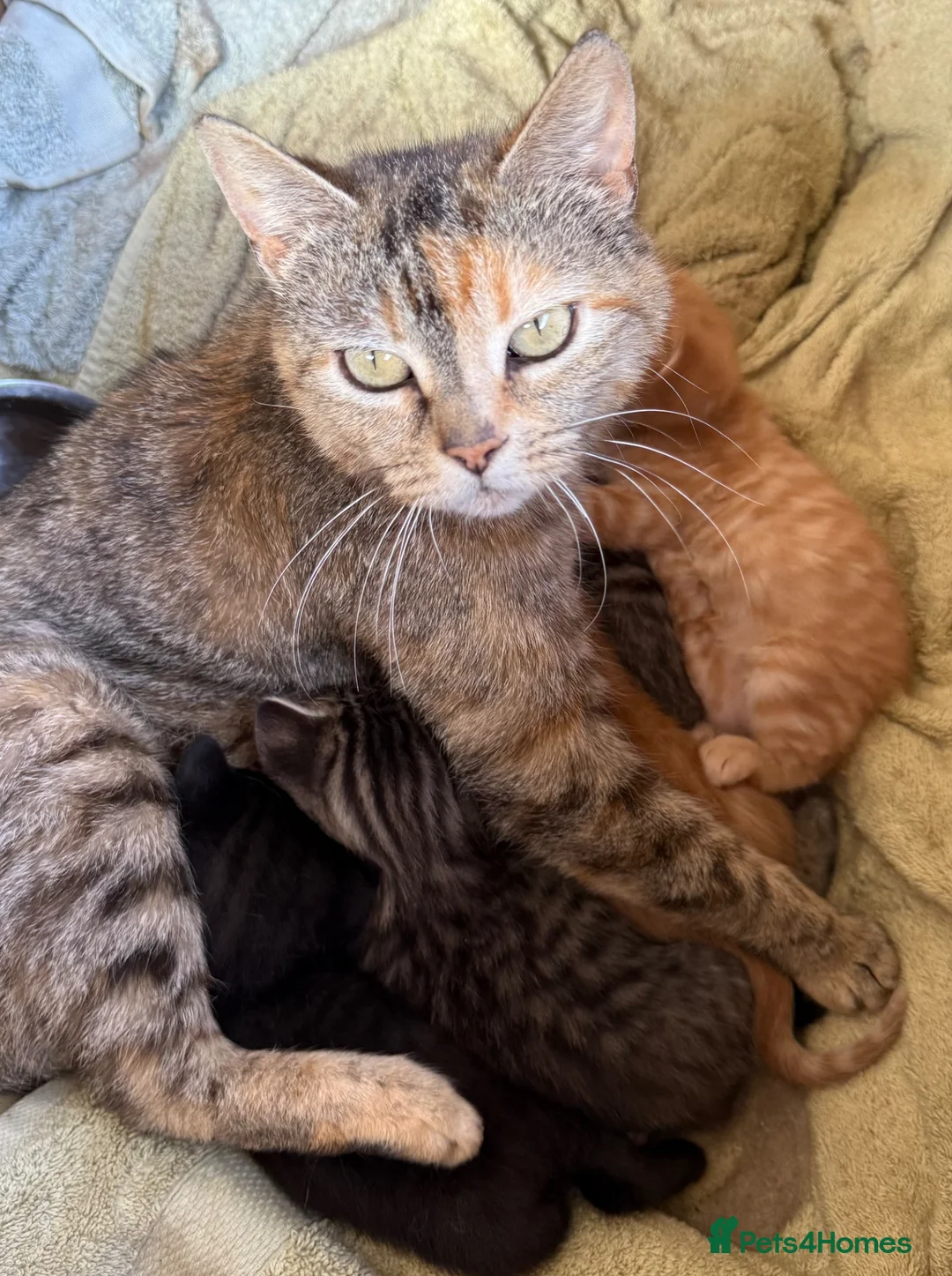 Bengal cats for sale: Stunning Bengal kittens  - Advert 6